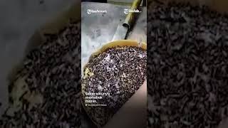 Makan Enak Di Solo Martabak Bangka Mas Budi Di Boyolali Cocok Untuk Berbuka Puasa