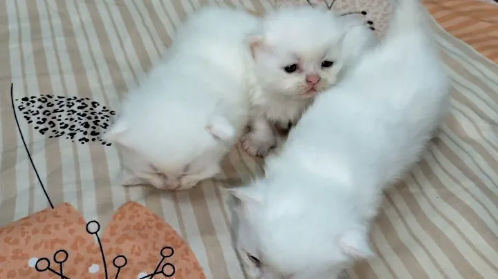 Video 2031171: cat baby newborn kitten, cats compilation funny baby, baby cute compilation cat