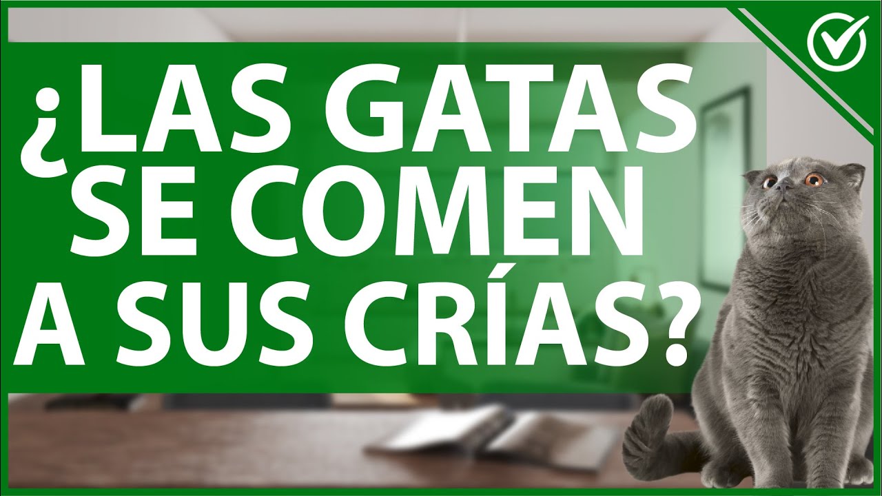 🐈 ¿Por Qué las Gatas se Comen a sus Crías Recién Nacidas? Información Completa 🐈 YouTube 🐈 ¿Por Qué las Gatas se Comen a sus Crías Recién Nacidas? Información Completa 🐈 YouTube