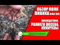 Обзор полей. Последствия раннего посева кукурузы Пивиха