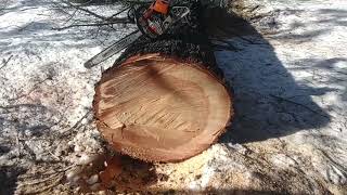Falling, Limbing, and Bucking a Sugar Pine