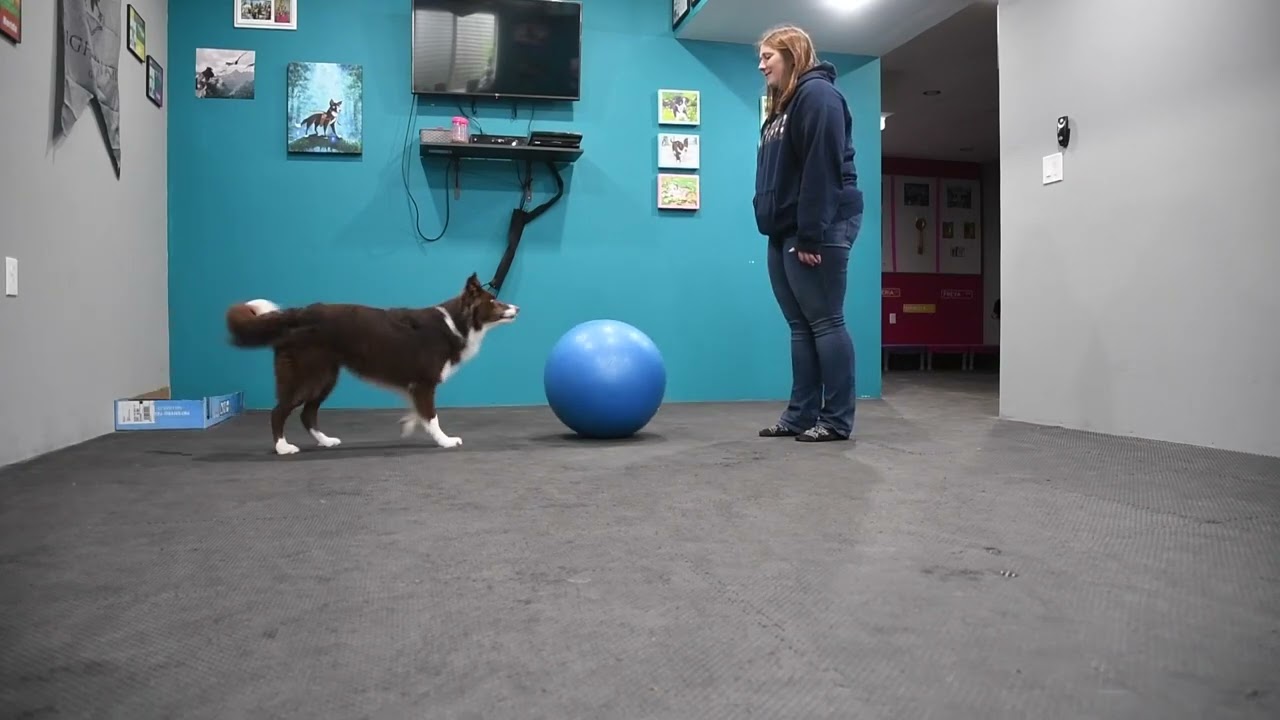 Treibball practice with Nym!