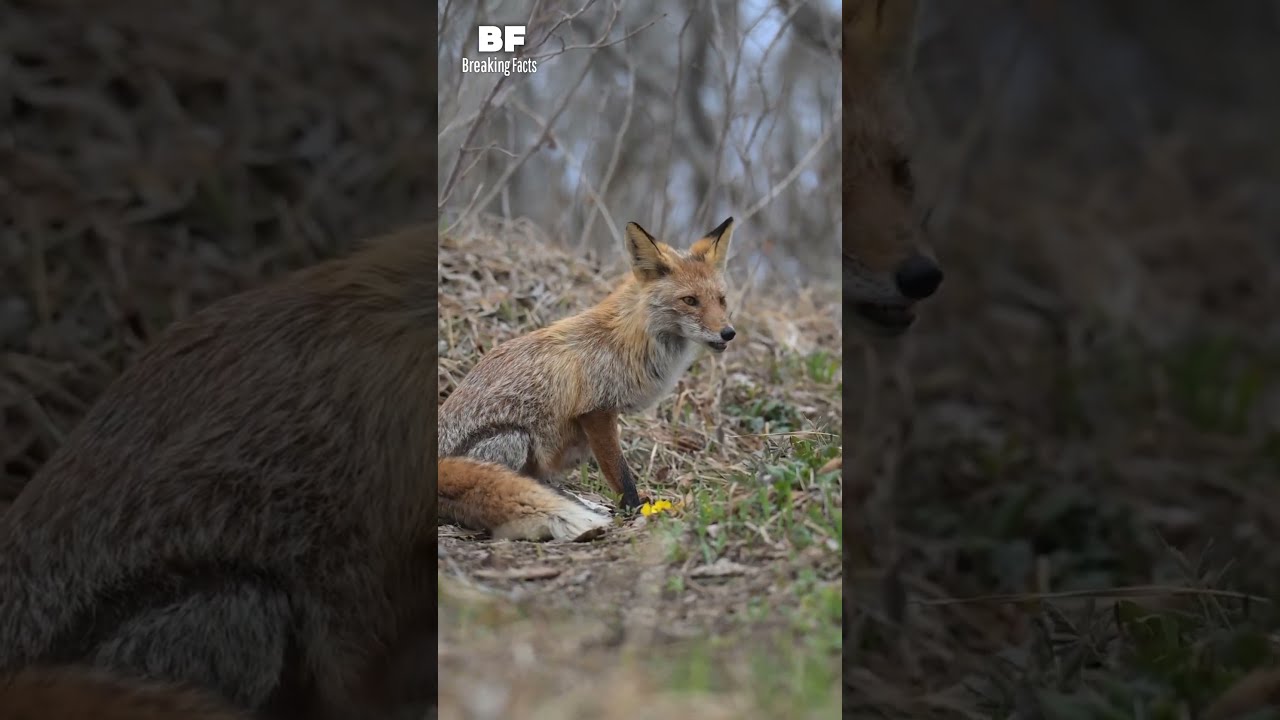 Female Foxes The Surprising Truth Behind Their Mating Behaviors Breakingfacts Shortsfeed Fox