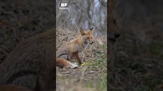Female Foxes: The Surprising Truth Behind Their Mating Behaviors    #breakingfacts #shortsfeed #fox