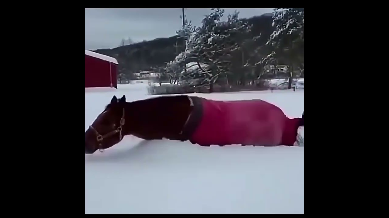 Snow Horse, running snow. Horse, enjoy, snow./Wildlife