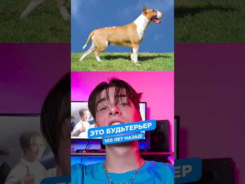 Породы собак 100 лет назад и сейчас! 🐶