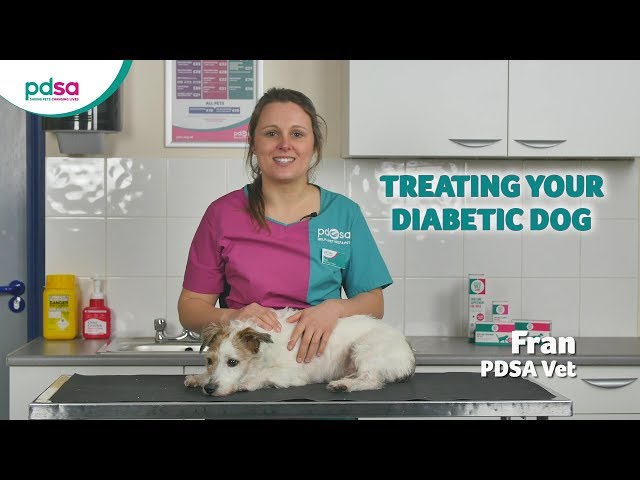 Treating Your Diabetic Dog: Pdsa Petwise Pet Health Hub - Youtube