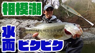 嘘のようにバスがわいてくる！？トラファルガー５の水面ピクピク完全解説【相模湖】