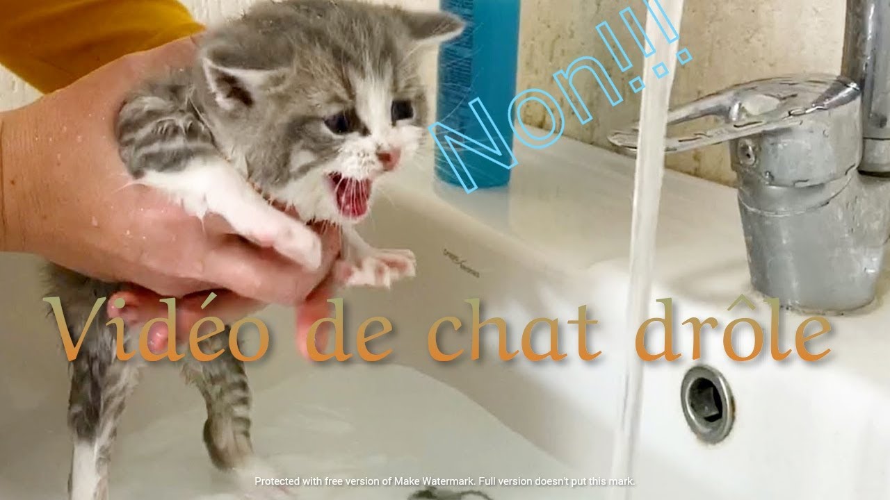 Video de Chat mignon et drole 2021( essayez de ne pas rire 😂😂😂😂)