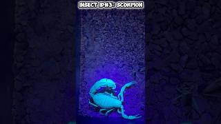 Insect #arachnida ID#3 #scorpion #sting #venom #pestcontrol