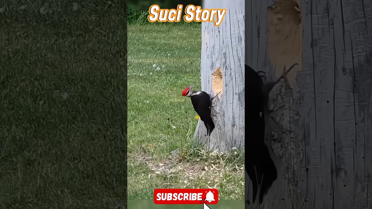 Unique facts about the Pileated Woodpecker 