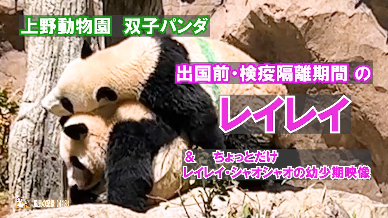 上野パンダ　双子パンダ・レイレイ の出国前・検疫隔離期間　映像　＆　母熊猫＋双子の仲良し映像やシャオシャオ・レイレイの突然ワシャワシャ映像など。上野動物園　2026