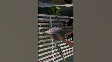 Câu cá cóc sông tiền, kho lạt hết nồi cơm @ghiencau66