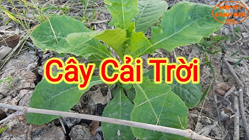 Cây Cải Trời