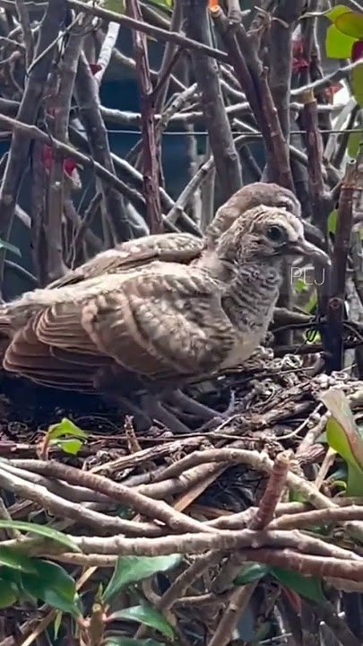 Local turtle doves have a crystal clear topcer sound for bait that responds immediately #shorts
