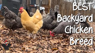 The Buff Orpington breed for backyard chickens