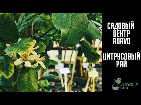 Как выращивают ЦИТРУСОВЫЕ в Чехии? | Обзор садового центра ADAVO