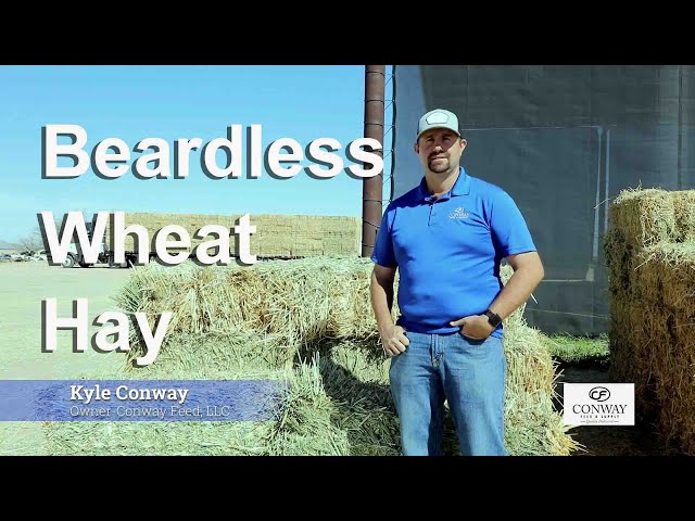 Beardless Wheat Hay Conway Feed You