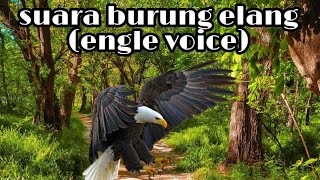 suara burung elang terbaik jernih || the best eagle voice