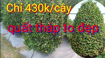 Giá quất tết 2022 tại vườn, giá quất tháp, quất cảnh lùm phục vụ quất tết 2022, quất tết cây đẹp