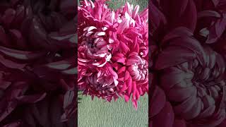 Хризантема домашняя Irisa violet #chrysanthemum #хризантемы