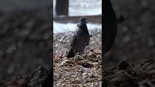 SEA PIGEON mating display with DOVE #shorts #documentary #wildlife #ecology #rewilding #biology