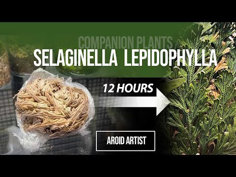 Video: Kodėl senovinis silfio augalas buvo toks brangus