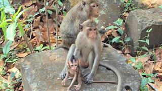 Adorable Monkey in Angkor Park, #06.