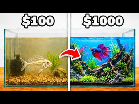 $100 vs $1,000 Aquarium!