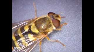 usb microscope shows hoverfly very detailed / Detaillierte Aufnahmen einer Schwebfliege
