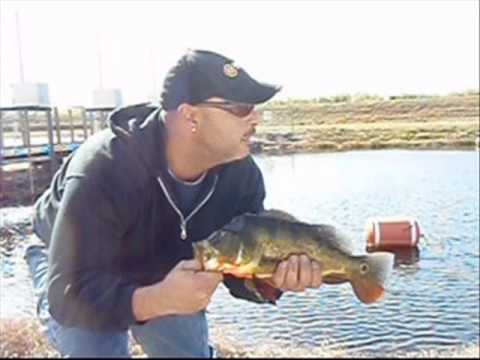 Peacock  Bass Caught on saltwater lure in the everglades -JOEY FLATS SHOW 1/9/2010