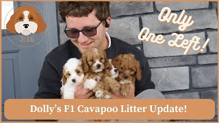 Dolly's F1 Cavapoo Litter Update. Only One Left!