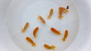 DSCF5457