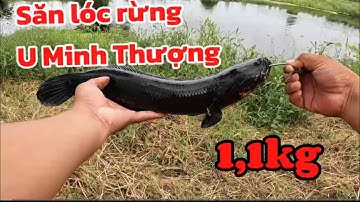 Săn cá lóc rừng U Minh Thượng tập 26 | một ngày may mắn duy nhất một con hugo | N94Fishing