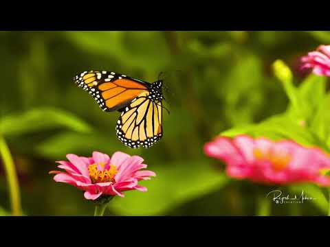 Healing flight of