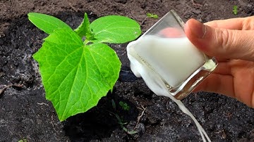 Cucumbers will grow in a moment! Just pour this over the cucumber shoots