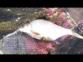 Feeder fishing Canal in Kildare Ireland catching Bream &amp; Roach