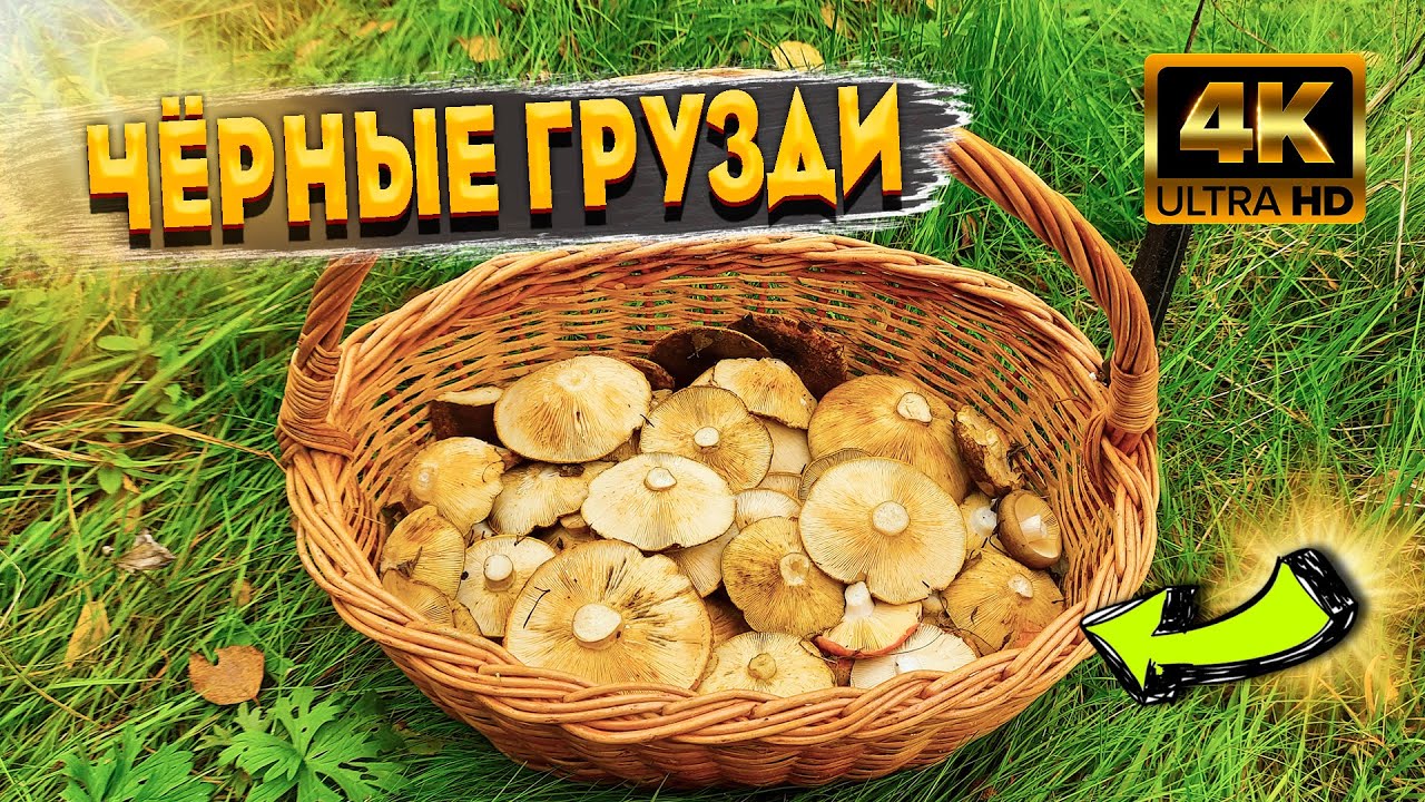 Вот Это УДАЧА! Полный Лес Чёрных Груздей. Лучший Гриб, Для Зимних Заготовок. Lactarius Necator.