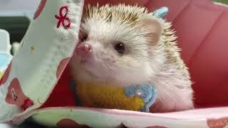 Hedgehog  631  #shorts #hedgehog #stickyHedgehog #cutehedgehogs #hedgehoglove