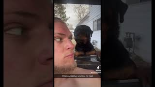 Watch a Rottweiler Transform from Puppy to Adult in 365 Days!