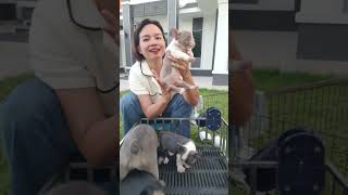 ไฮไลต์ของไลฟ์สด #pets #frenchie