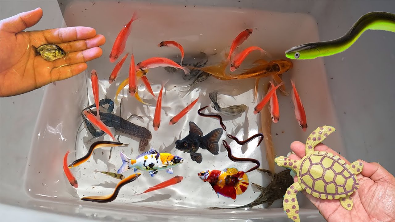 Best Top 5 Videos 2024 of Colorful Goldfish, Ell, Lobster, Betta, Molly, KOI, Crab in Surprise Eggs.