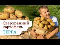 Картофель ТЕРРА , просто пушка!