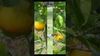 The Hymns of the Old Church Choir sung TW #shorts #music #oldmusic #publicdomainmusic #nature