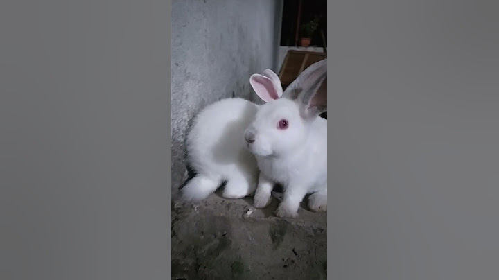 Sabías que los conejos son más activos en la noche