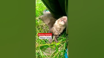 BERANG BERANG Makan Lahap