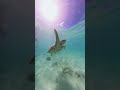 Underwater Paradise 🌊🇲🇺🐠☀️ #insta360 #snorkeling #shorts