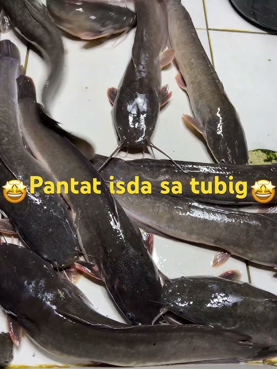#Pantat  #ph #viralshort  #video