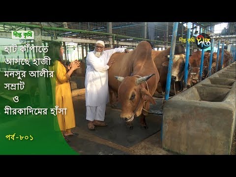 Deepto Krishi/দীপ্ত কৃষি- হাট কাঁপাতে আসছে হাজী মনসুর আলীর সম্রাট ও মীরকাদিমের হাঁসা | deepto tv