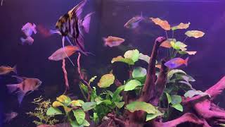 Fish tank test by FrostBent 6 views 5 years ago 2 minutes, 8 seconds